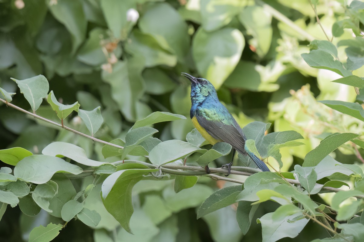 Collared Sunbird - ML641506281