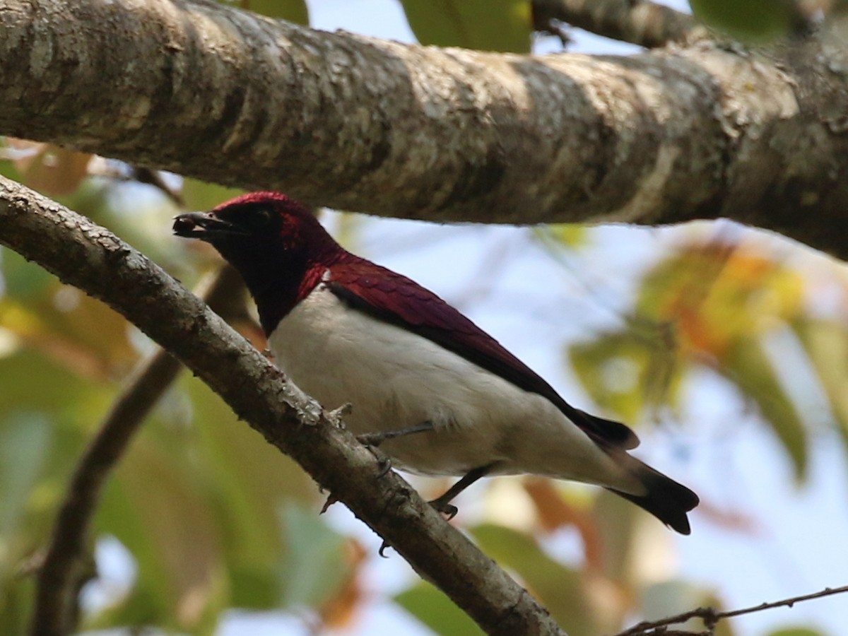 Violet-backed Starling - ML641506291
