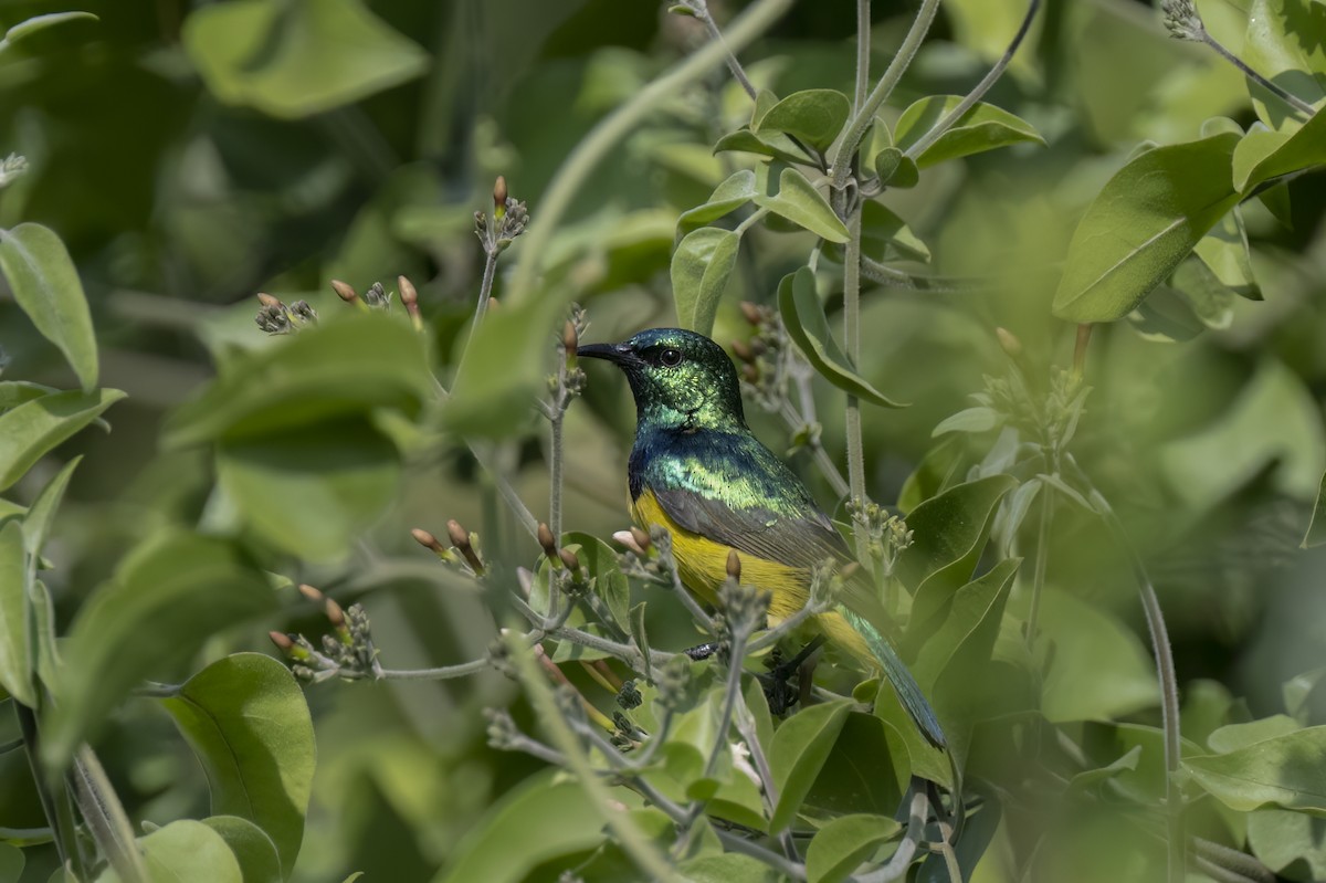 Collared Sunbird - ML641506294