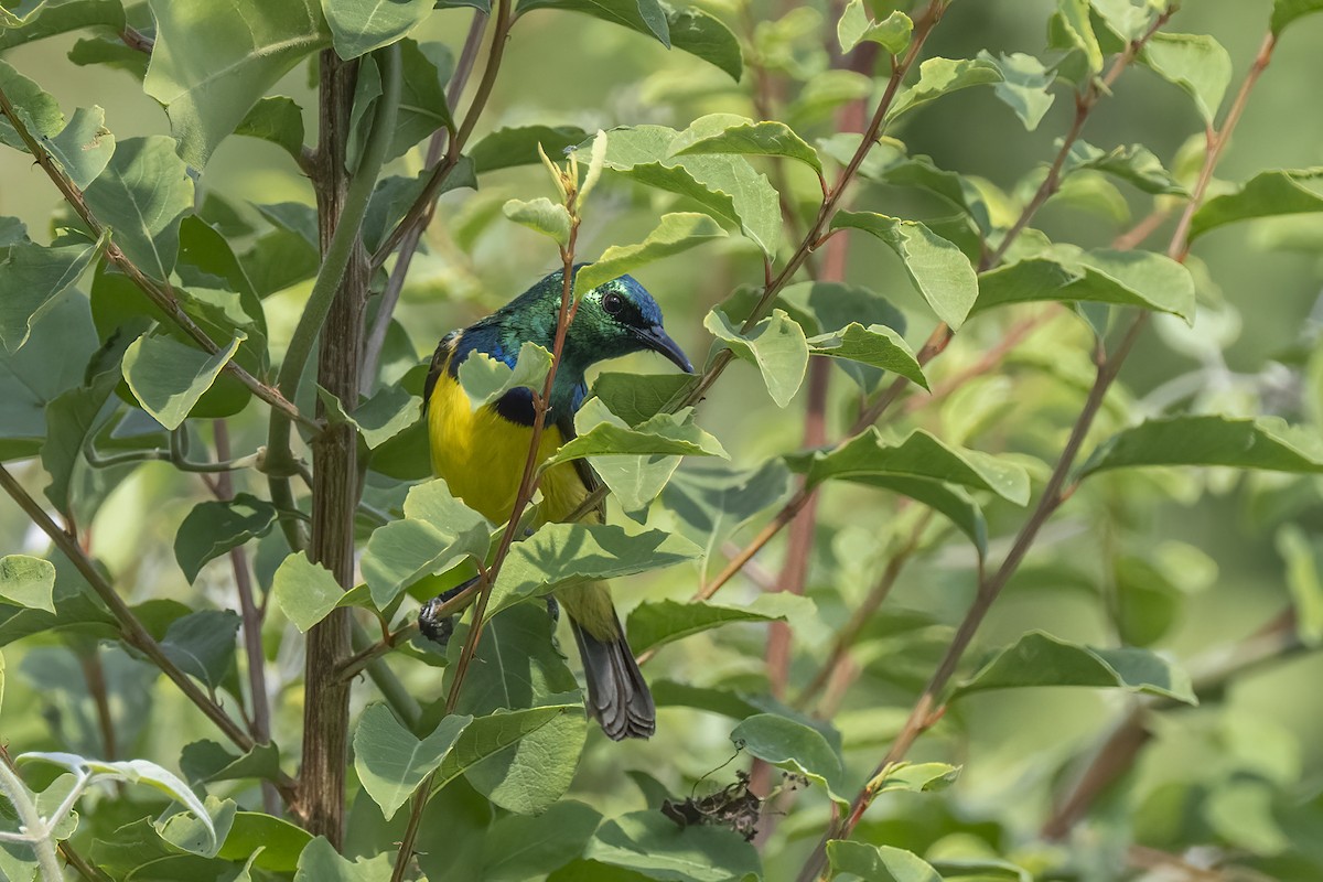 Collared Sunbird - ML641506310