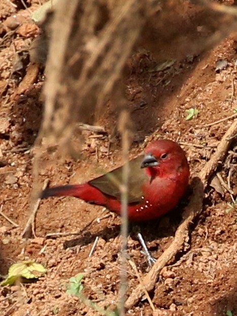 African Firefinch - ML641506369