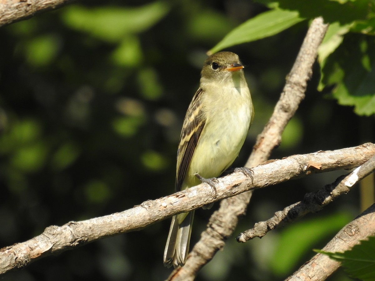 Alder Flycatcher - ML641506392