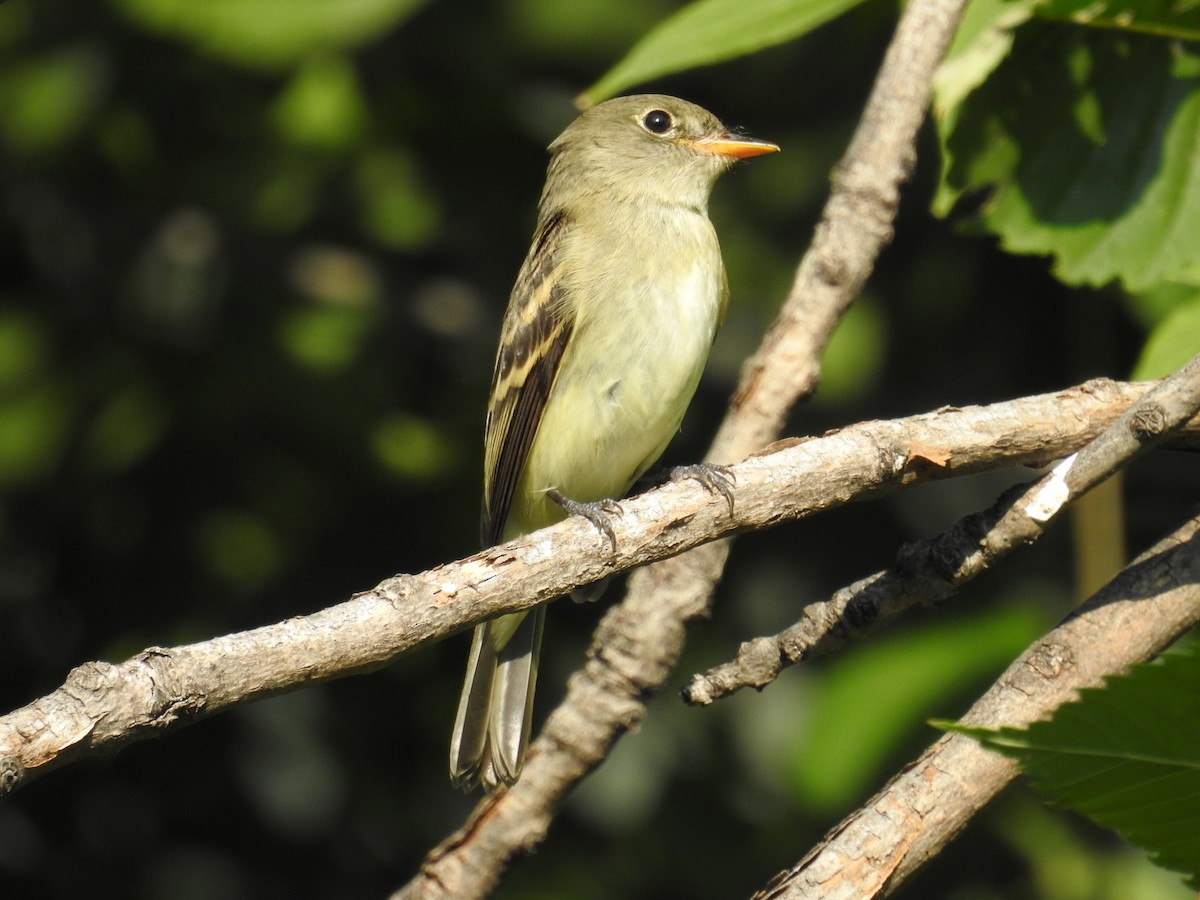 Alder Flycatcher - ML641506393