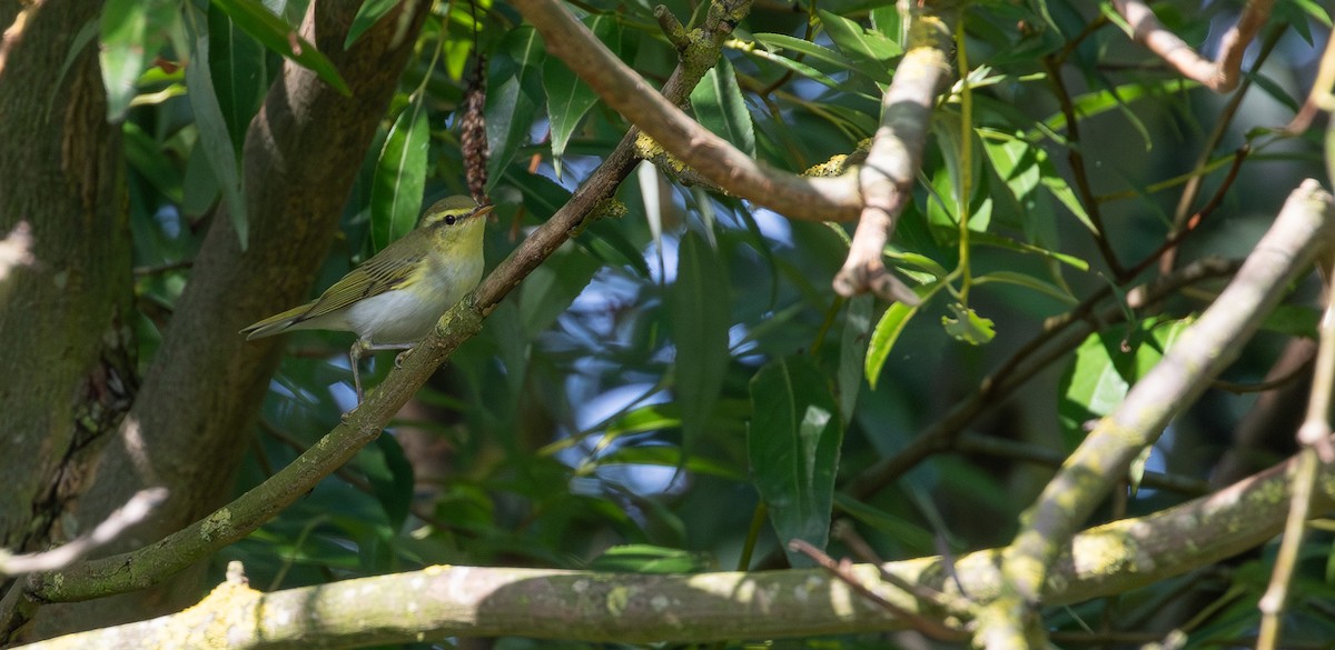 Wood Warbler - ML641506413