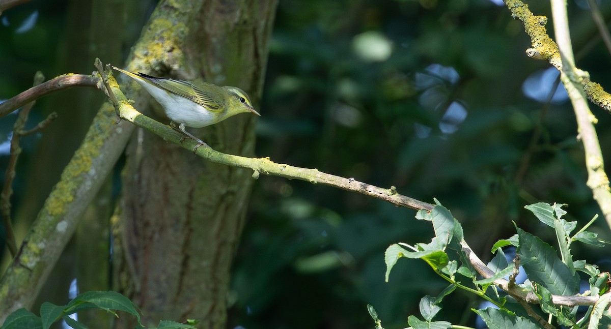 Wood Warbler - ML641506414