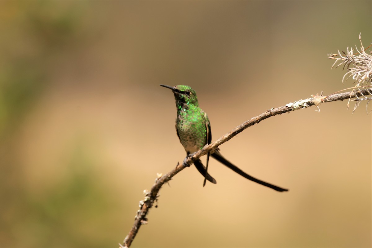 svartslepkolibri - ML641506426