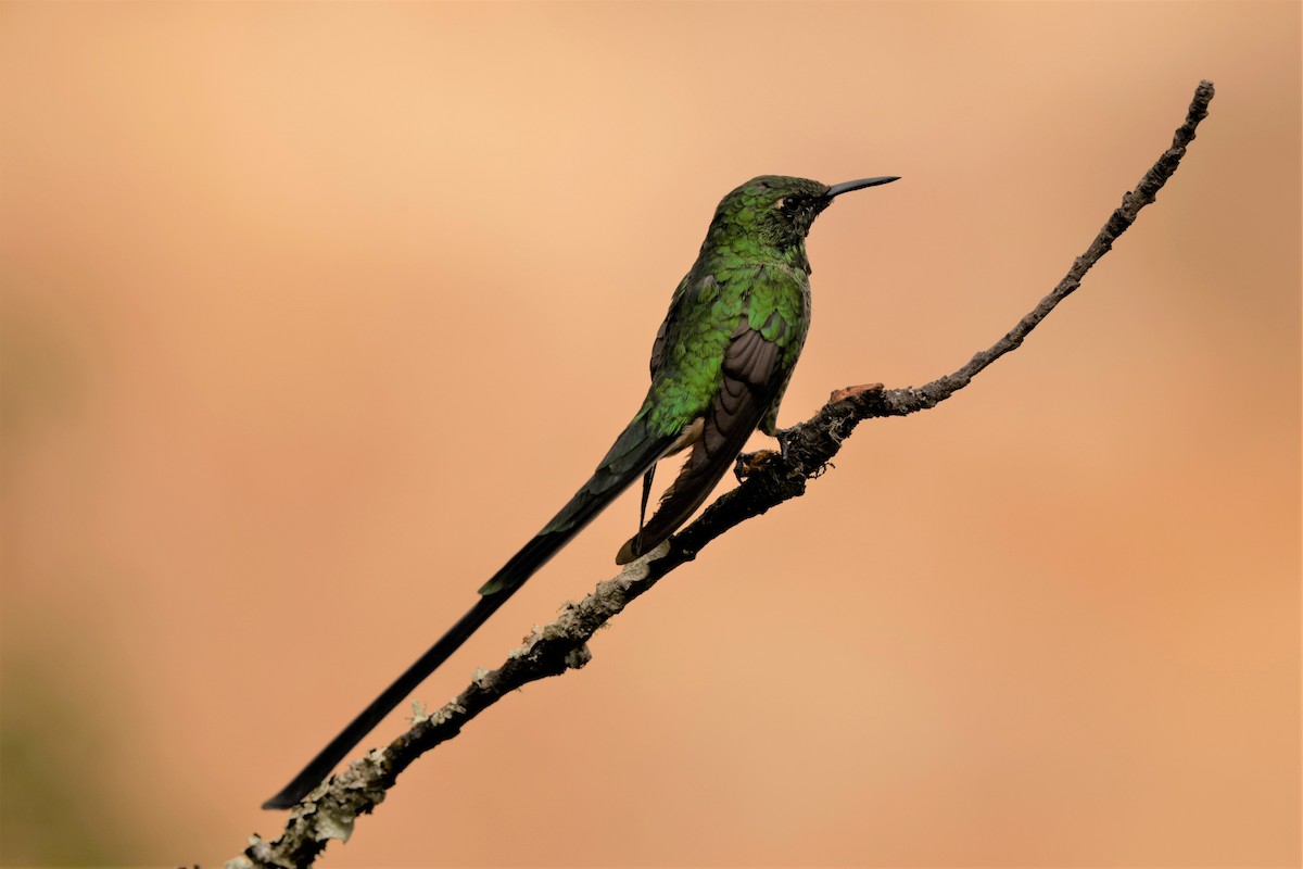 svartslepkolibri - ML641506429