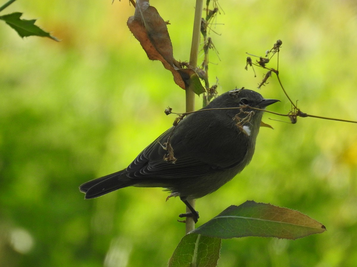Orange-crowned Warbler - ML641506462