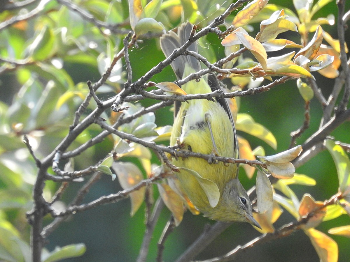 Orange-crowned Warbler - ML641506463