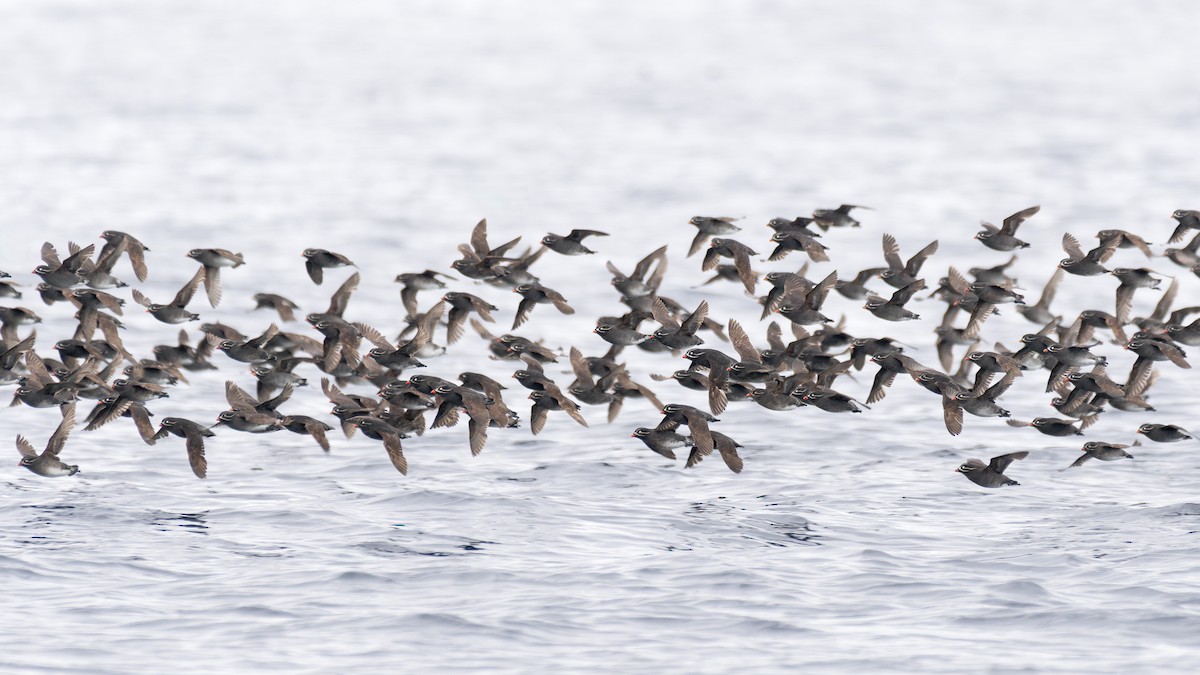 Whiskered Auklet - ML641506483
