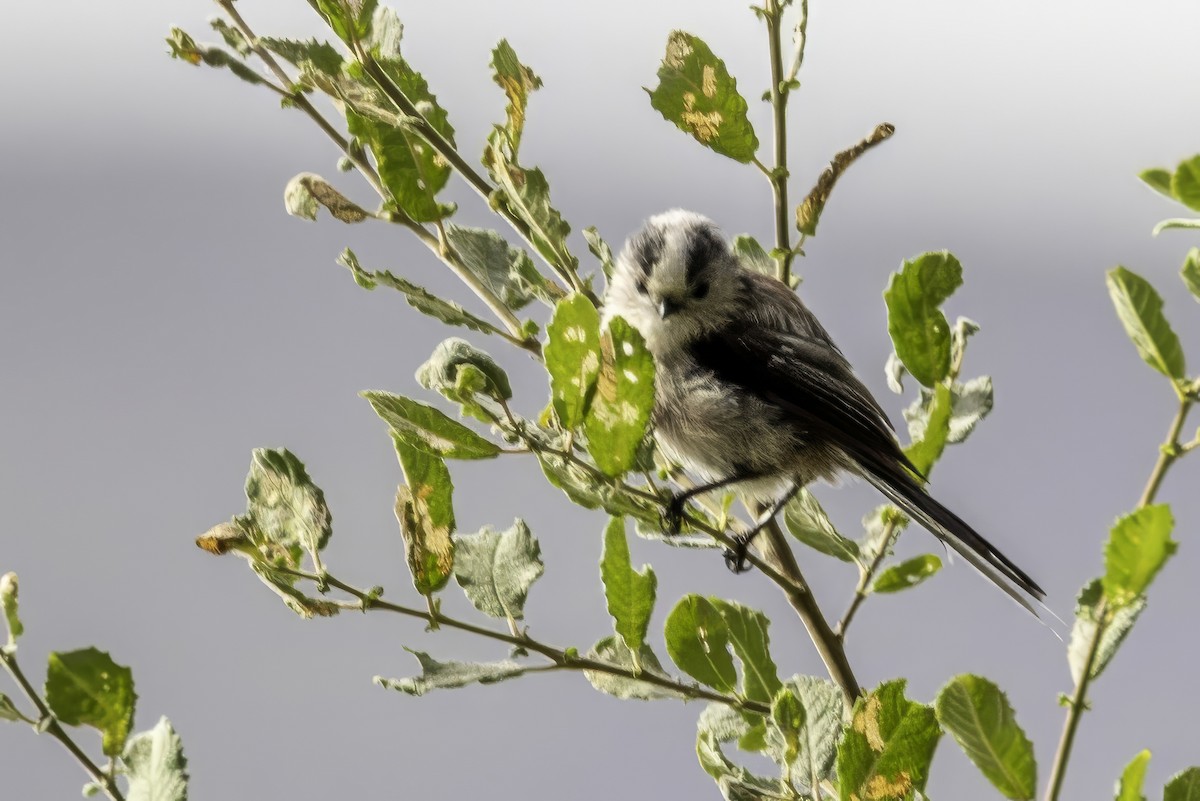 Long-tailed Tit - ML641506489
