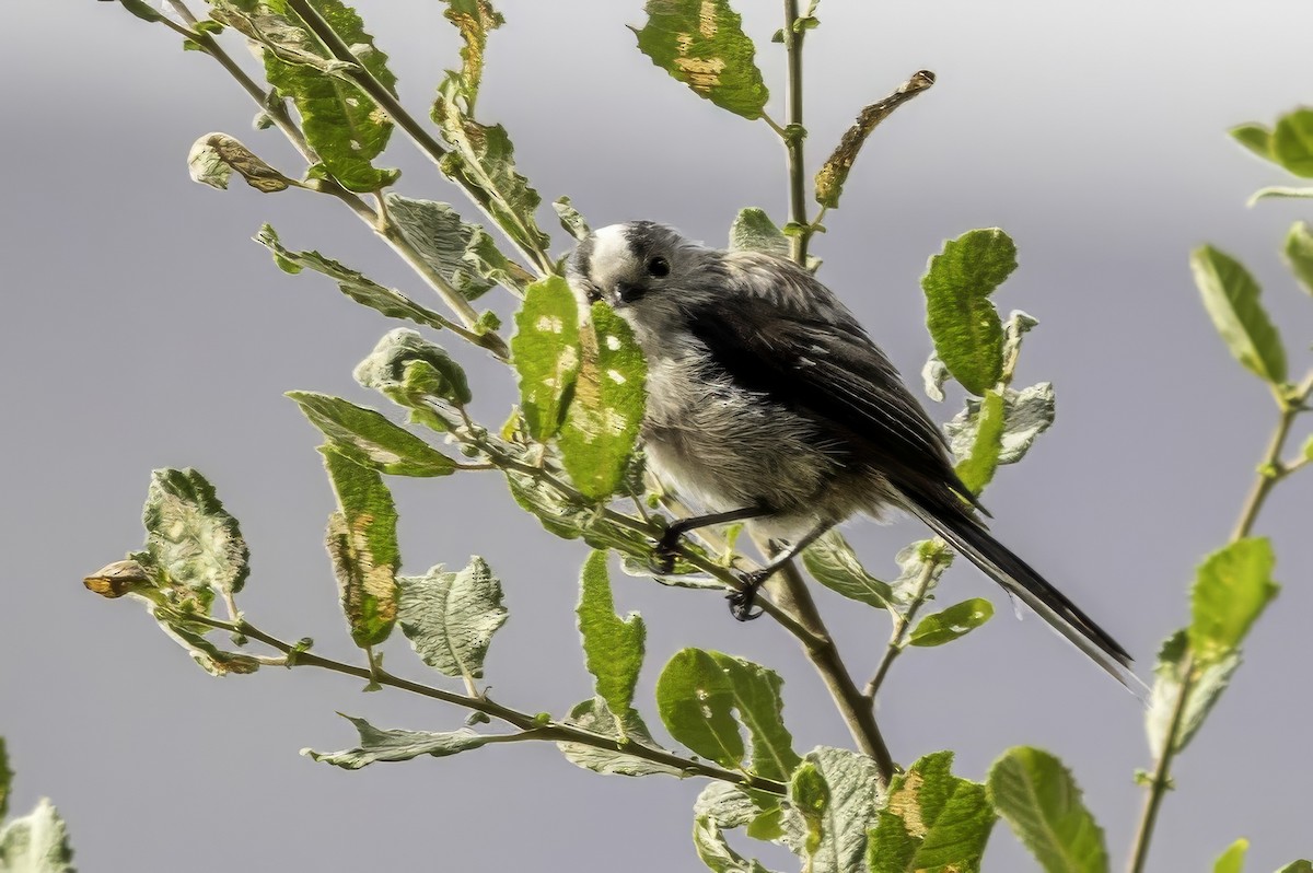 Long-tailed Tit - ML641506497