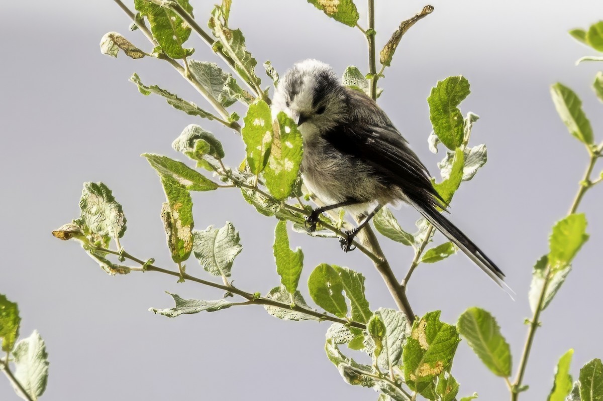 Long-tailed Tit - ML641506499