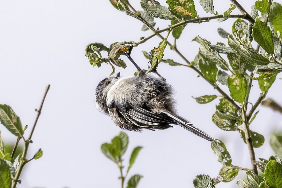 Long-tailed Tit - ML641506504