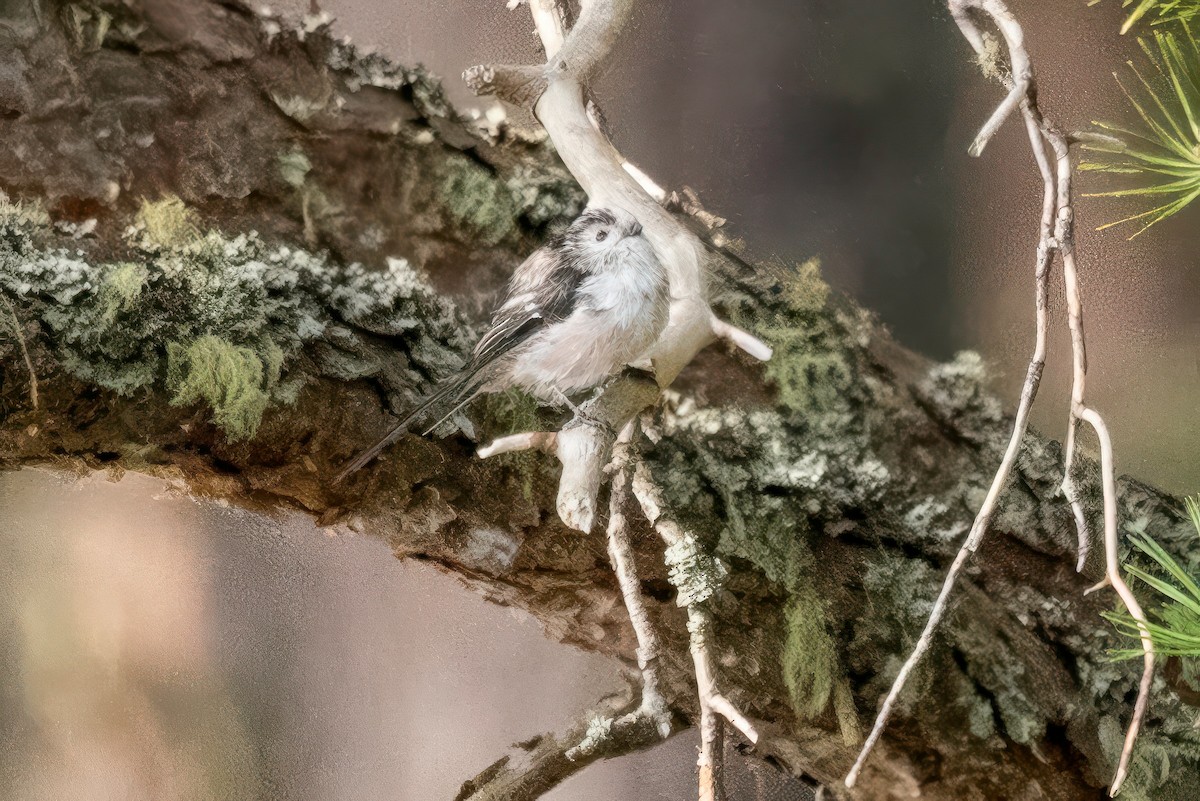 Long-tailed Tit - ML641506508