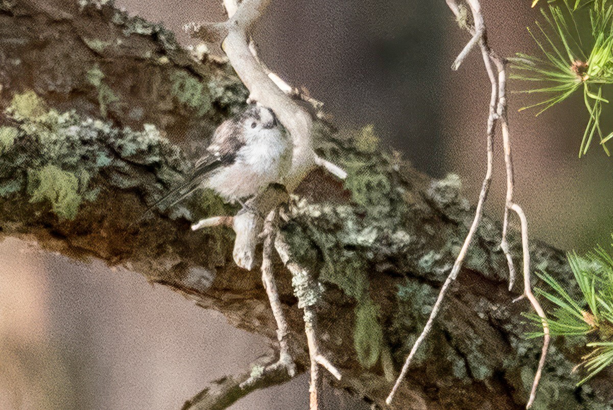 Long-tailed Tit - ML641506517