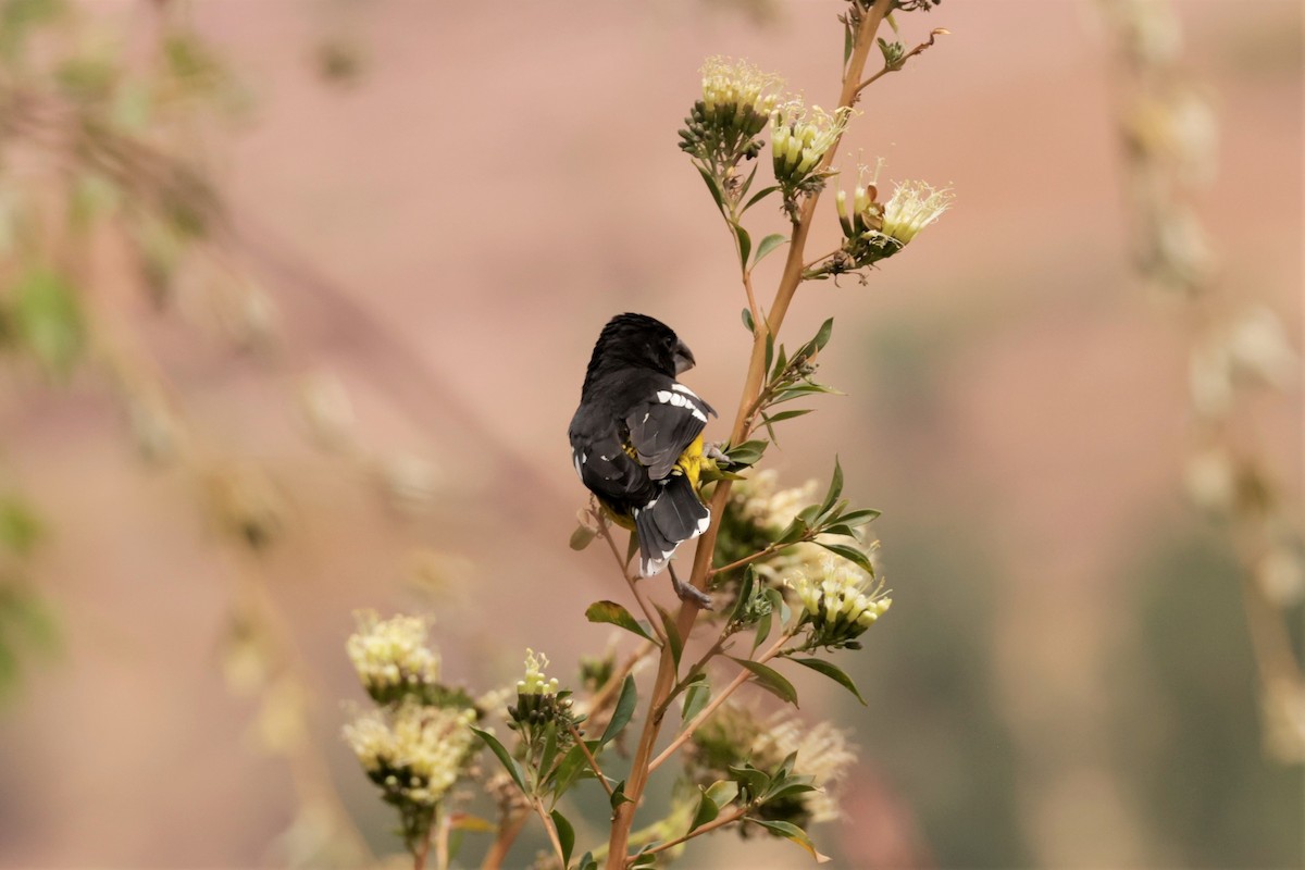 gulbuktykknebb (uropygialis/terminalis) - ML641506519