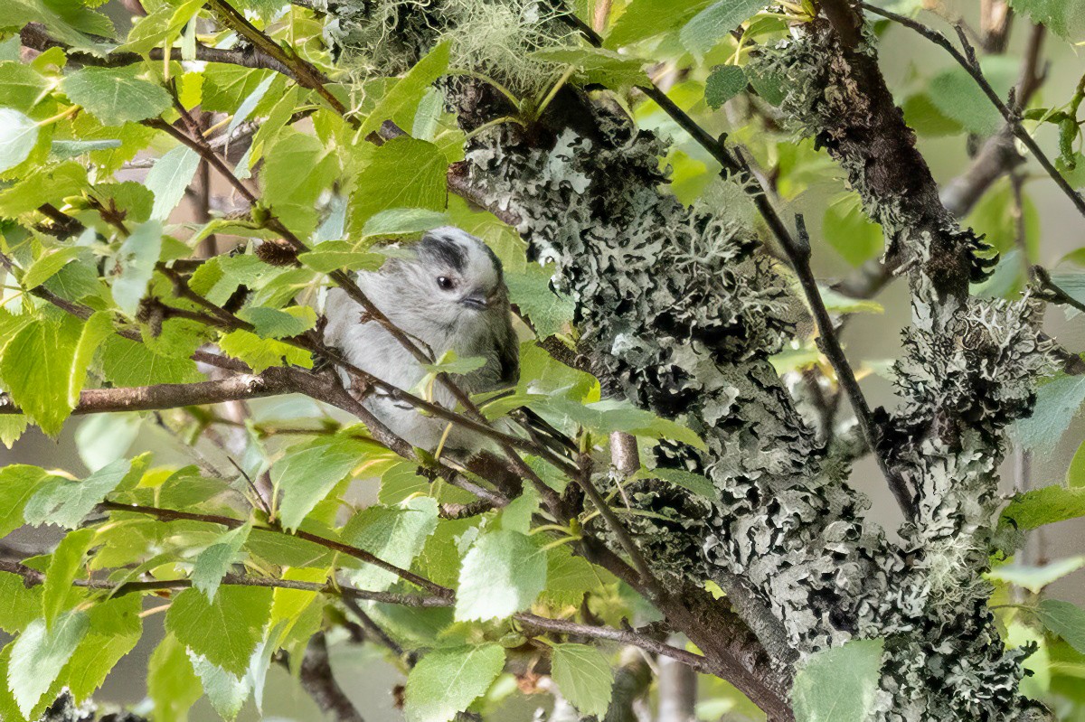 Long-tailed Tit - ML641506520