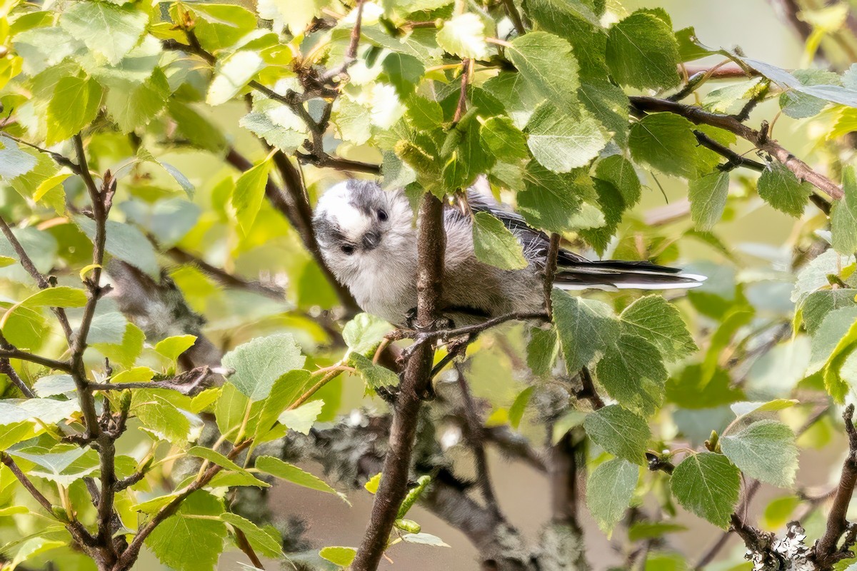 Long-tailed Tit - ML641506527