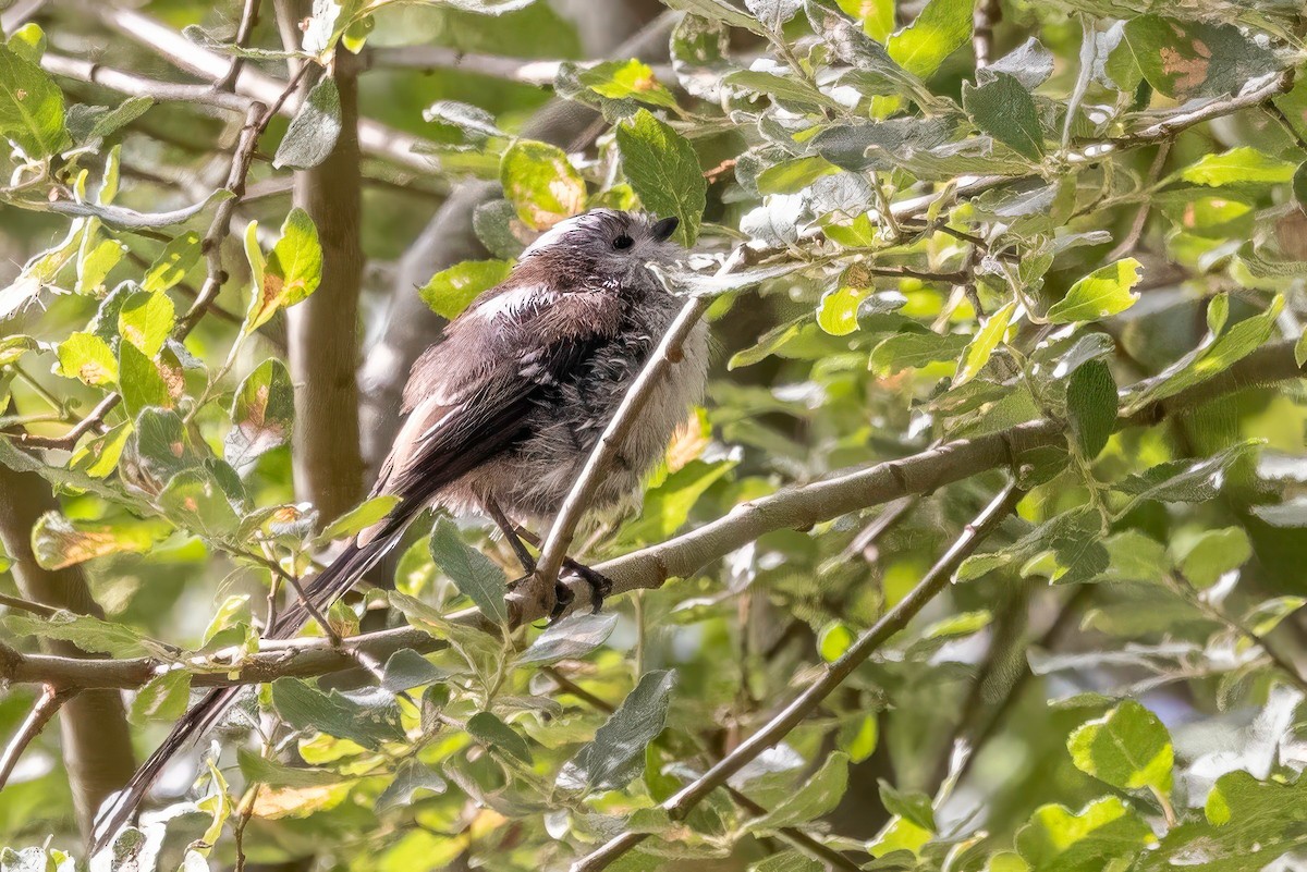 Long-tailed Tit - ML641506535