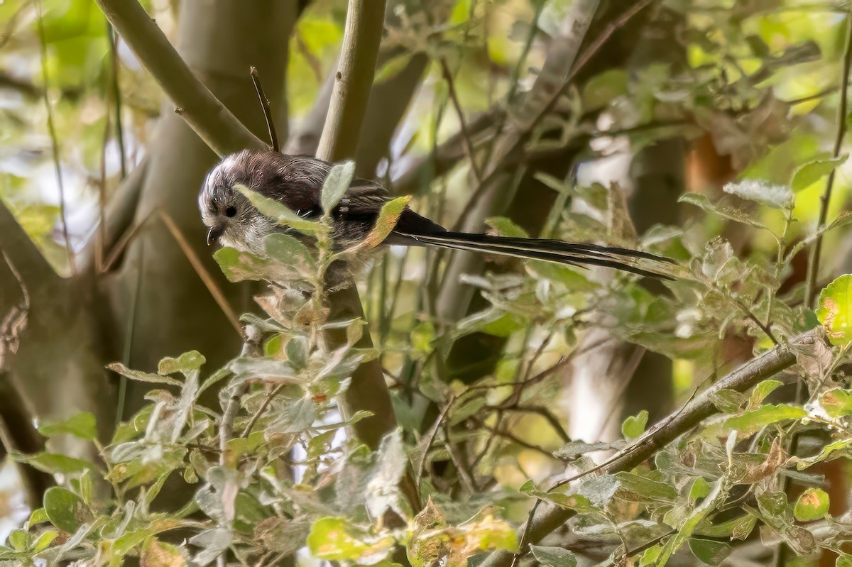 Long-tailed Tit - ML641506537