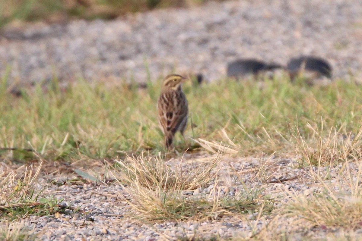 Savannah Sparrow - ML641506626