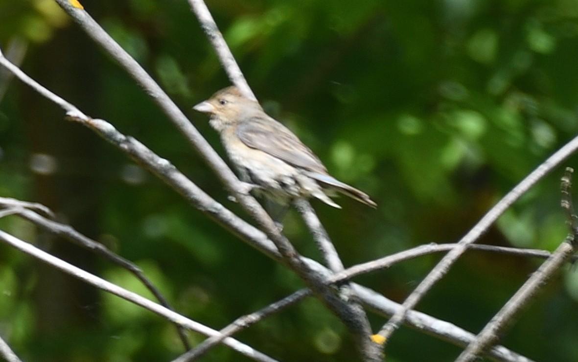 Indigo Bunting - ML641506640