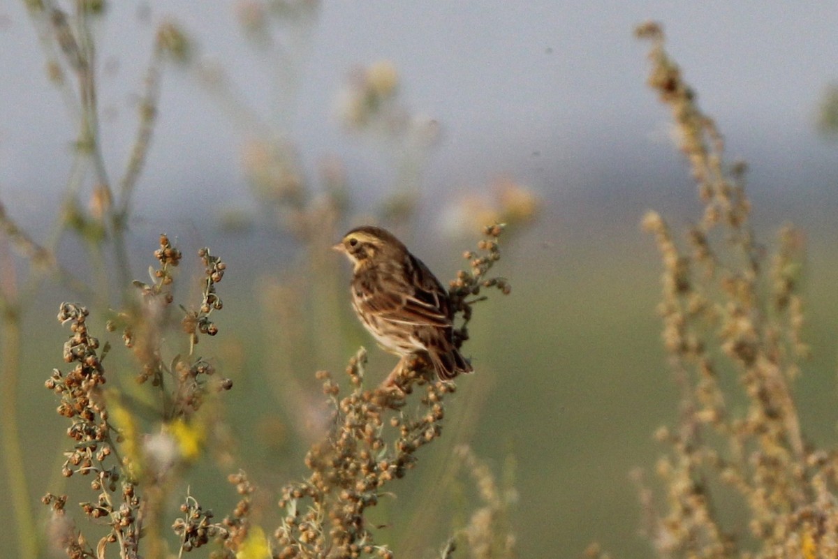 Savannah Sparrow - ML641506641