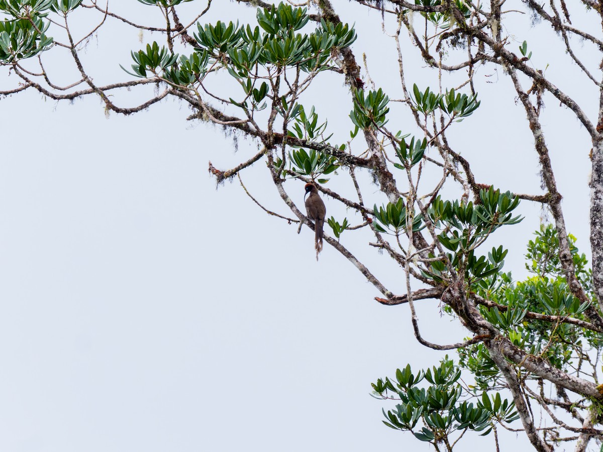 Brown Sicklebill - ML641506662