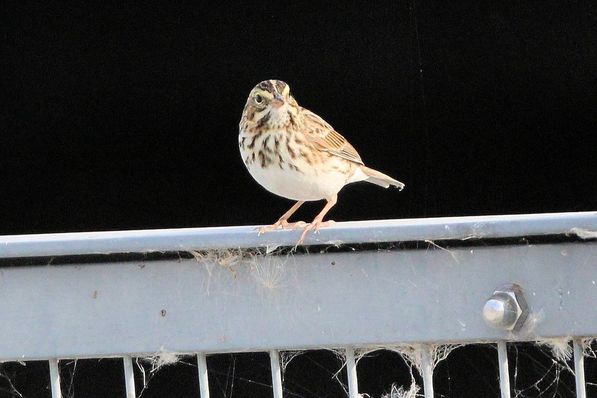 Savannah Sparrow - ML641506667