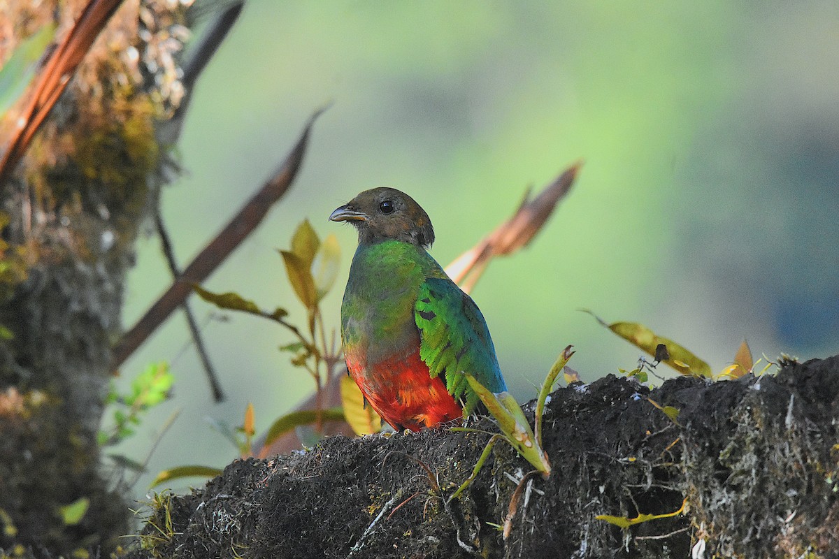 Golden-headed Quetzal - ML641506677