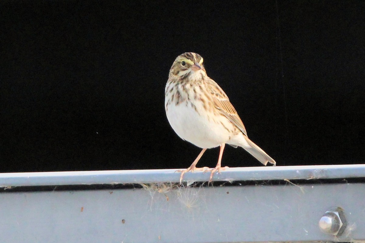 Savannah Sparrow - ML641506695