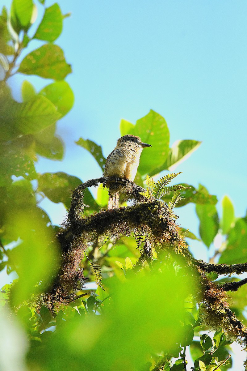 Barred Puffbird - ML641506697