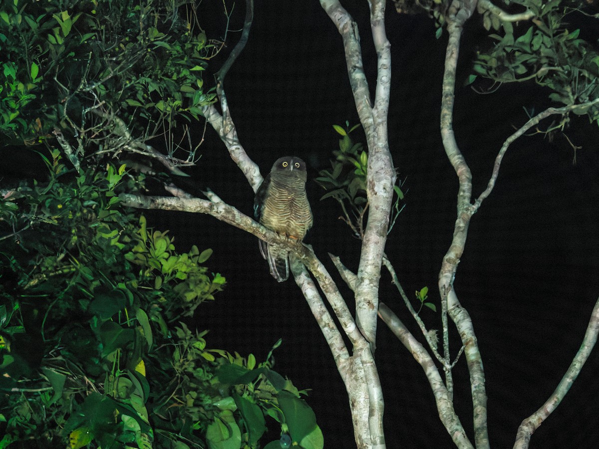 Rufous Owl - ML641506702
