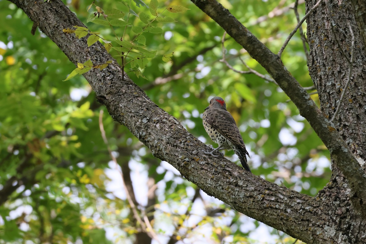 Northern Flicker - ML641506734