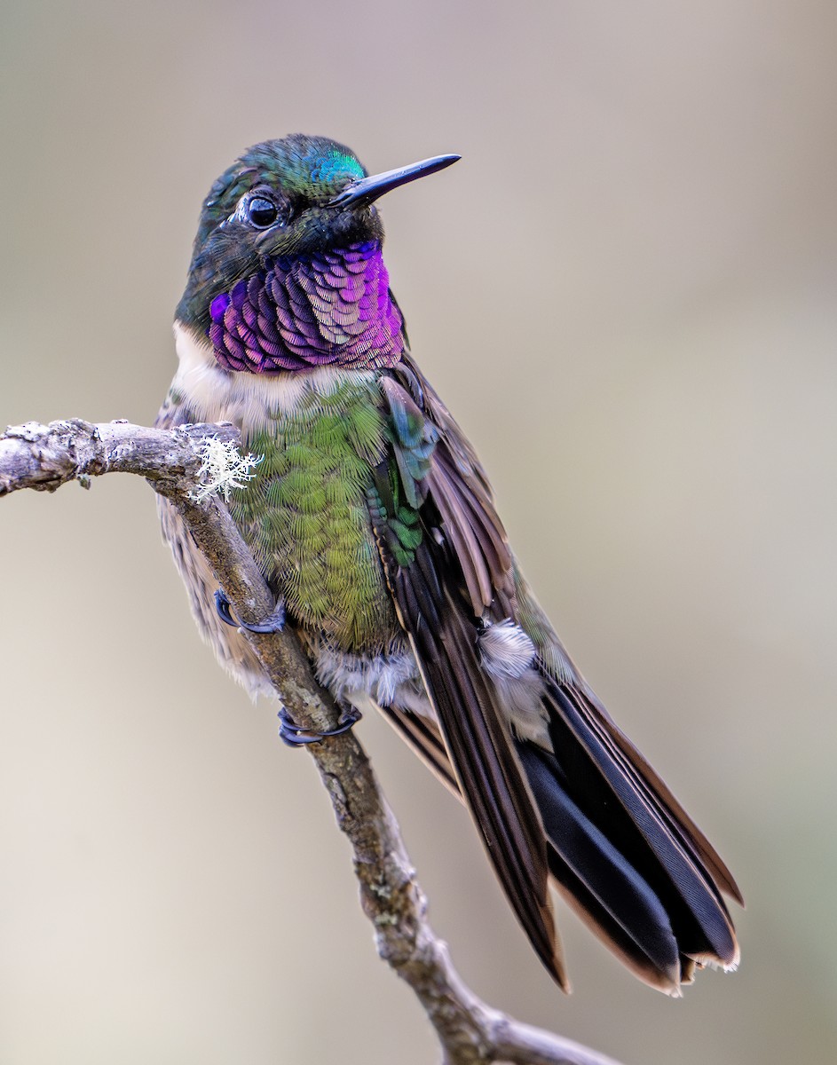 Amethyst-throated Sunangel - ML641506753