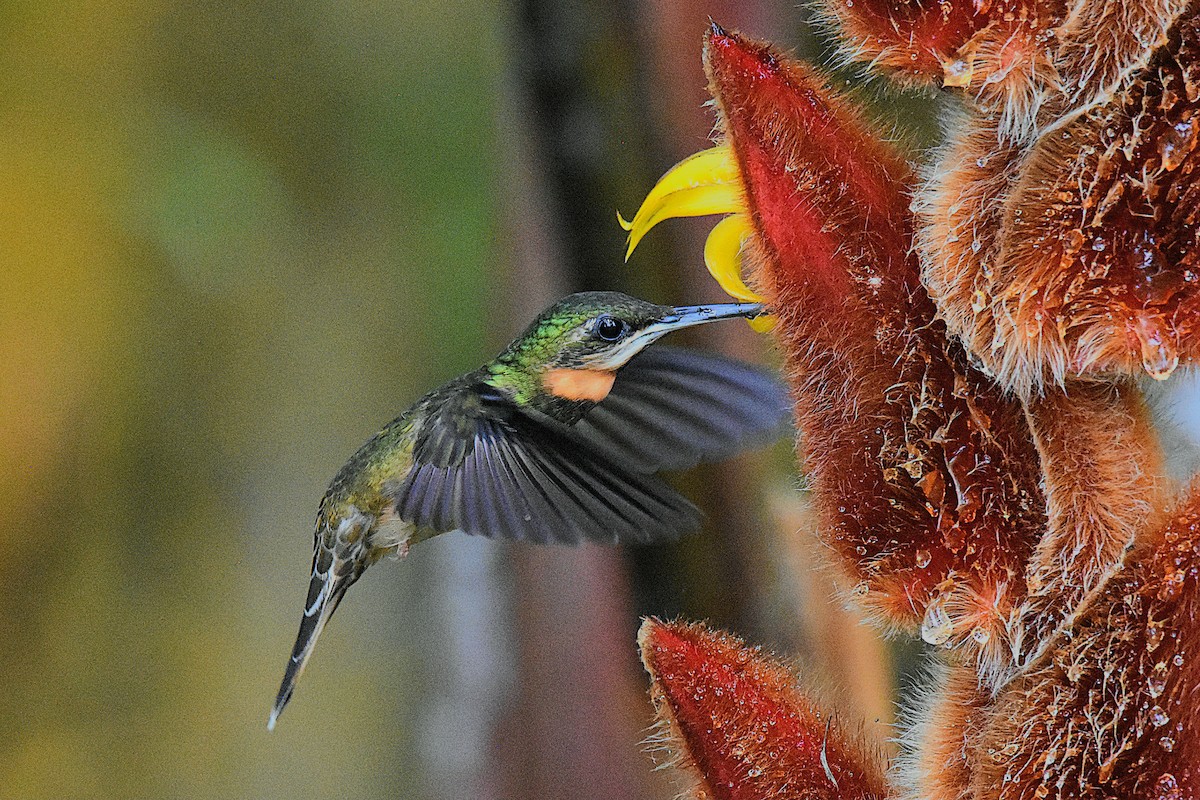 Pale-tailed Barbthroat - ML641506783