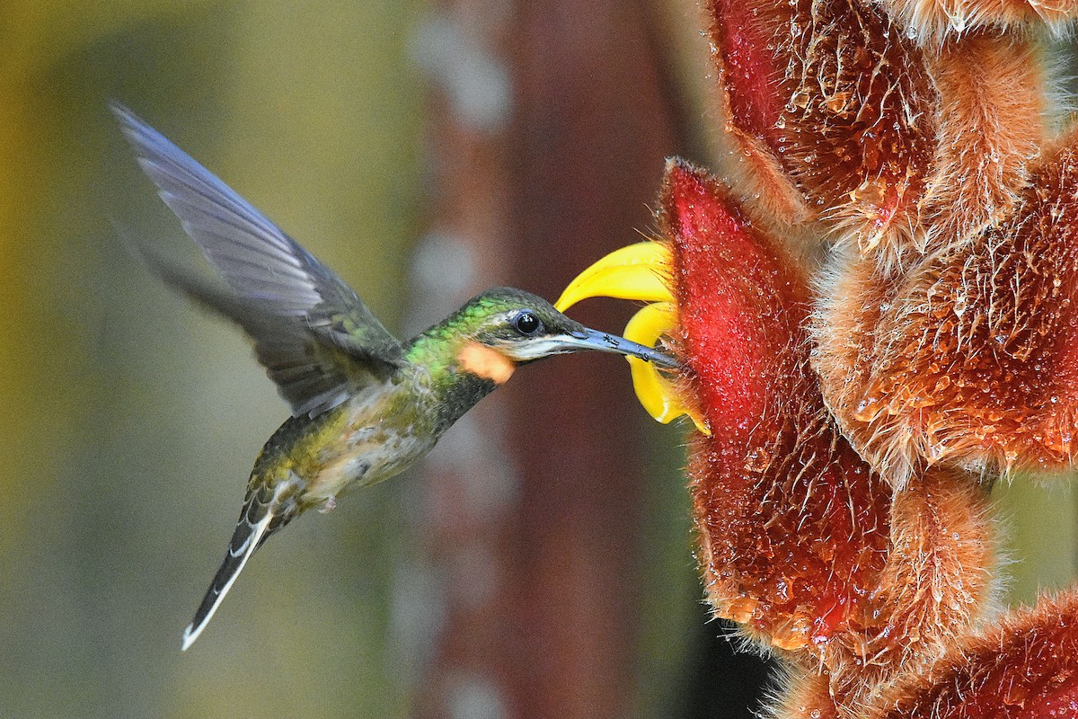 Pale-tailed Barbthroat - ML641506784