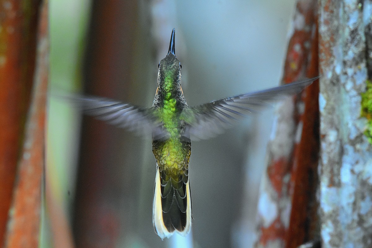 Pale-tailed Barbthroat - ML641506785