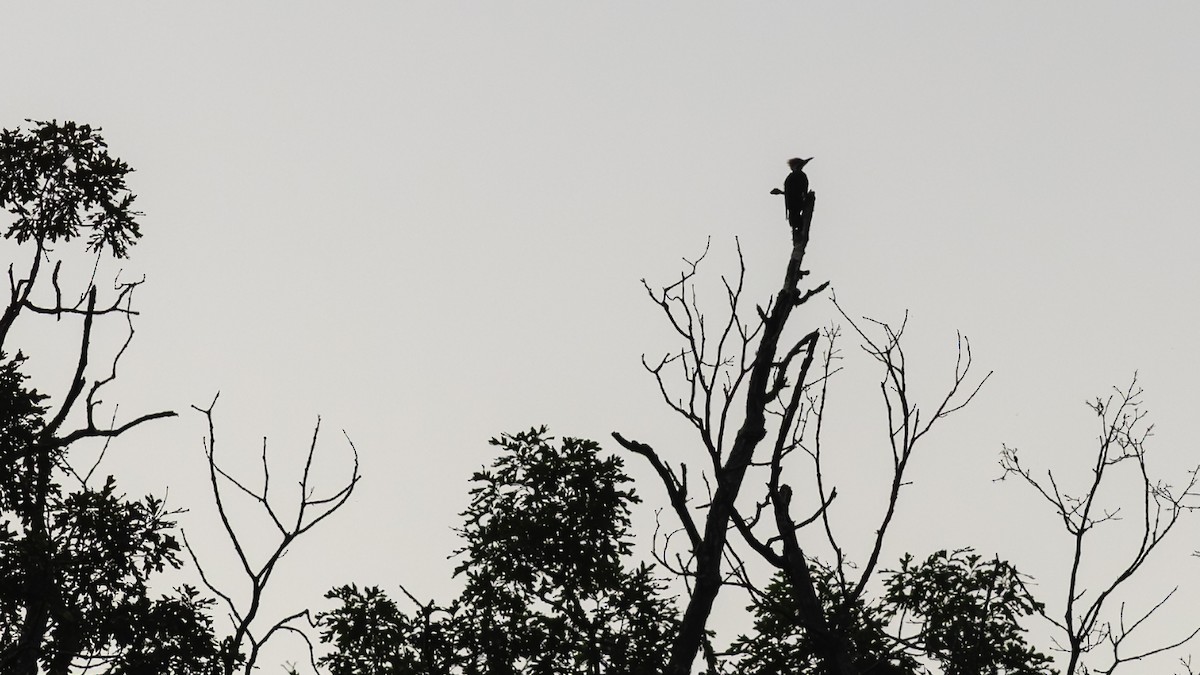 Pileated Woodpecker - ML641506838