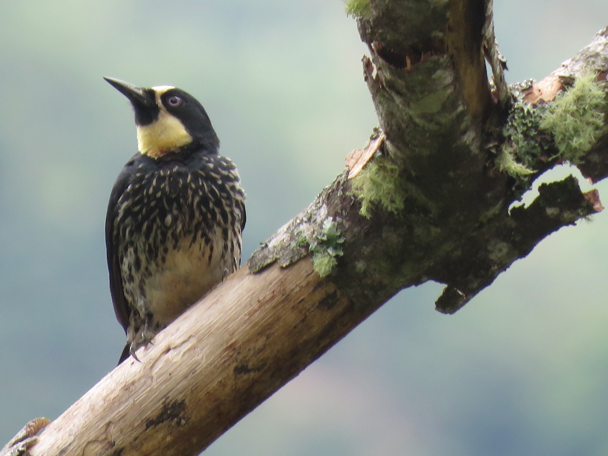 Acorn Woodpecker - ML641506857