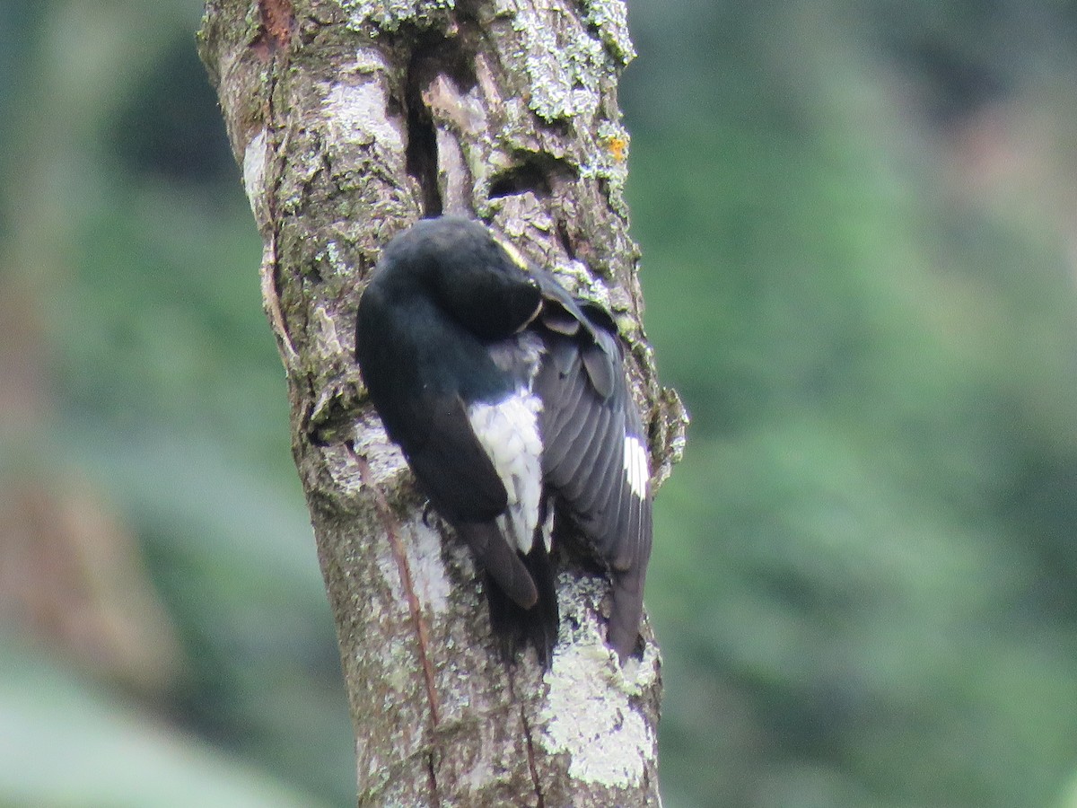 Acorn Woodpecker - ML641506860