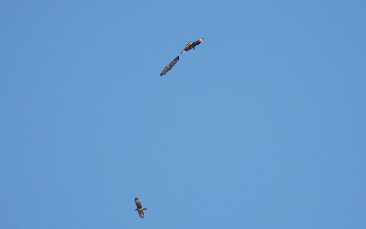 White-tailed Hawk - ML641506888