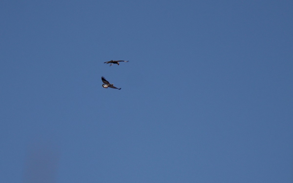 White-tailed Hawk - ML641506889