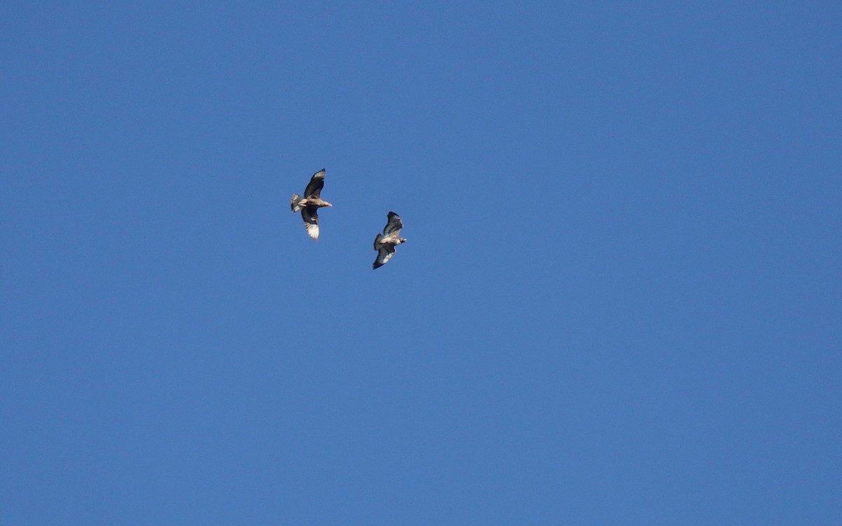 White-tailed Hawk - ML641506890