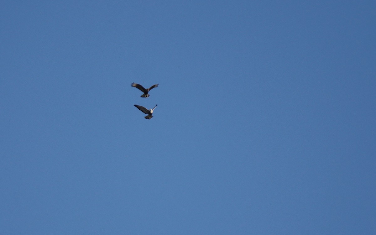 White-tailed Hawk - ML641506892