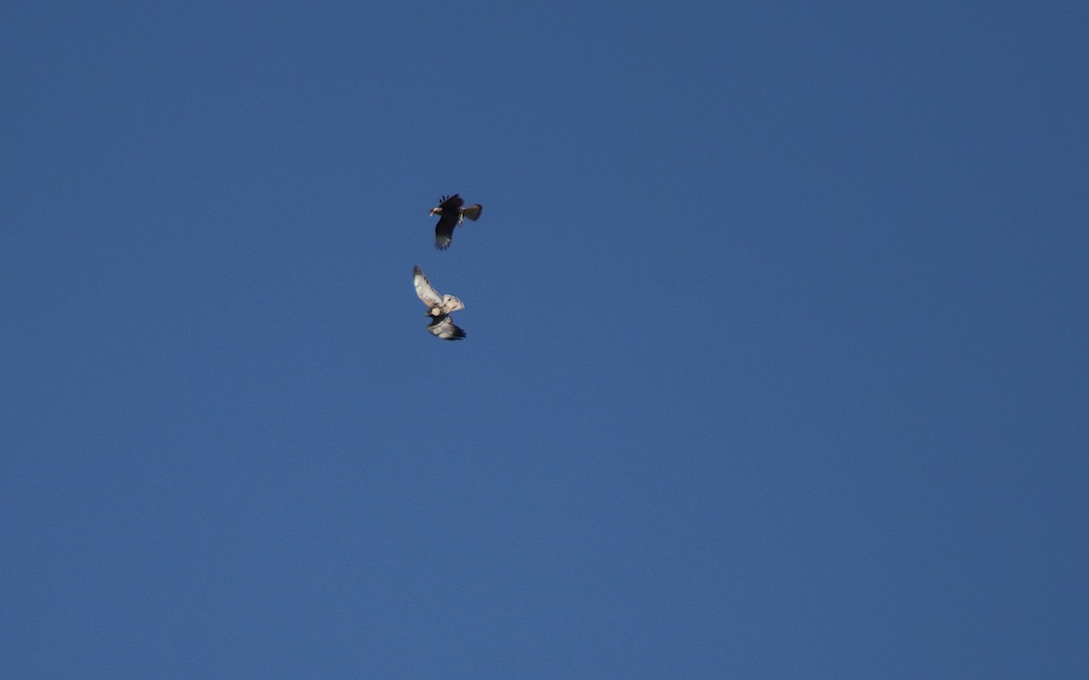 White-tailed Hawk - ML641506893