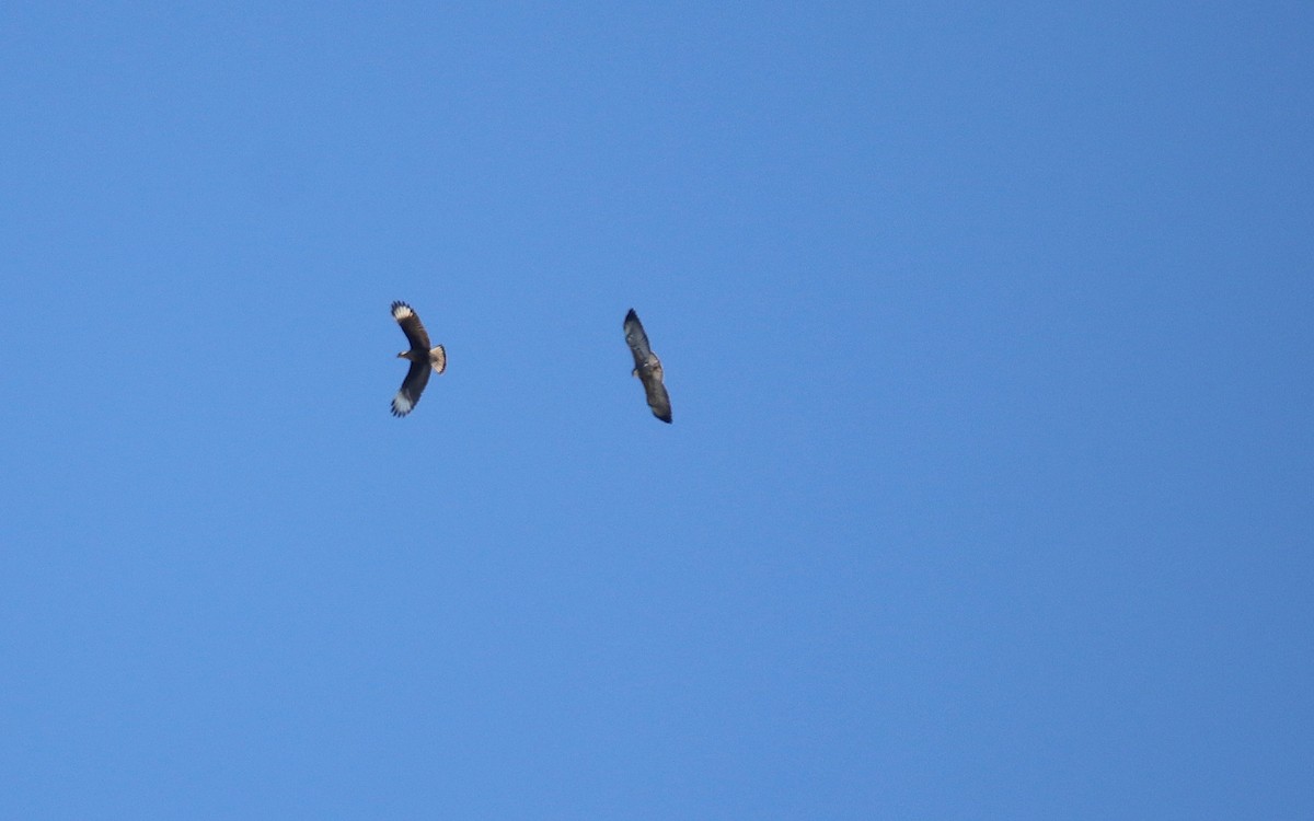 White-tailed Hawk - ML641506894