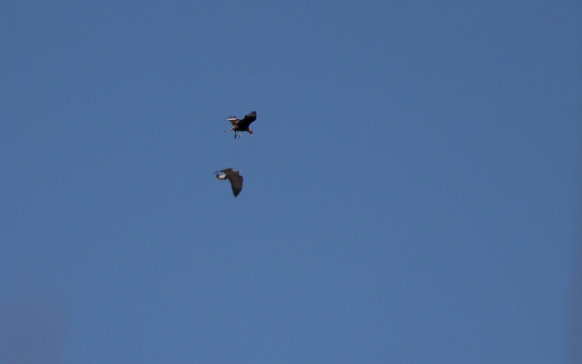 White-tailed Hawk - ML641506895