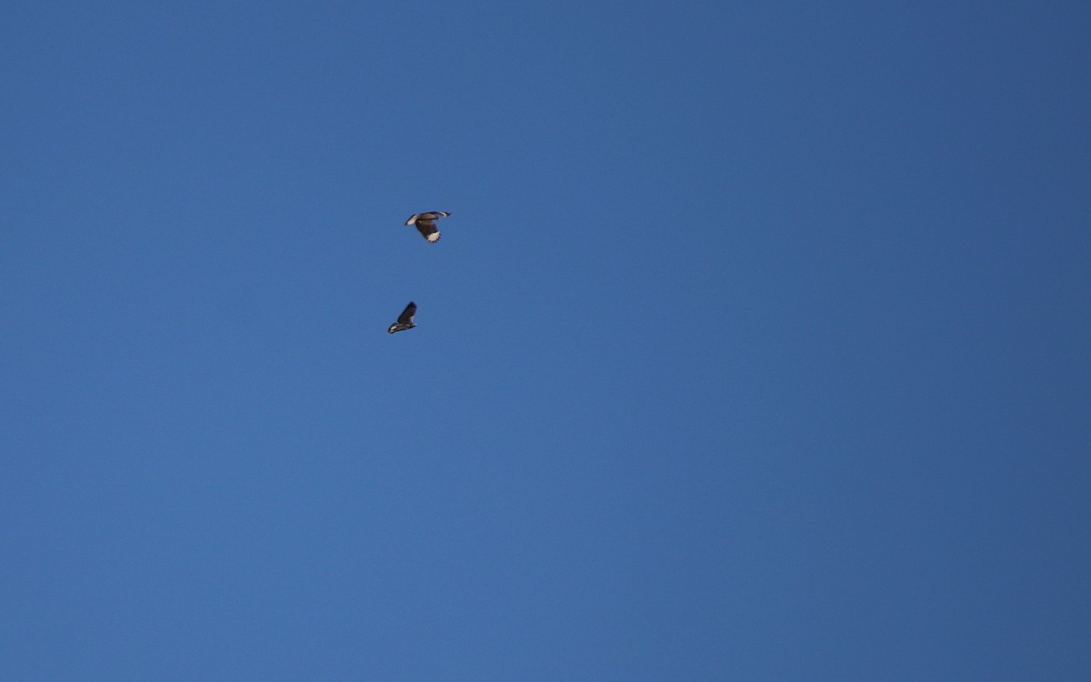 White-tailed Hawk - ML641506896
